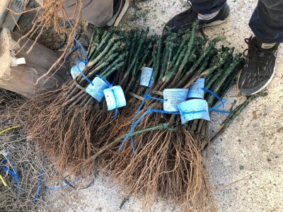 VINOGRADARSKI POLOŽAJ - Otkrivena tajna Nadinskog blata! VINOGRADARSKI POLOŽAJ - Otkrivena tajna Nadinskog blata!