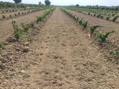 VINOGRADARSKI POLOŽAJ - Otkrivena tajna Nadinskog blata! VINOGRADARSKI POLOŽAJ - Otkrivena tajna Nadinskog blata!