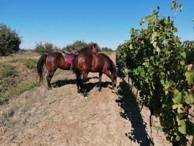 VINOGRADARSKI POLOŽAJ - Otkrivena tajna Nadinskog blata! VINOGRADARSKI POLOŽAJ - Otkrivena tajna Nadinskog blata!