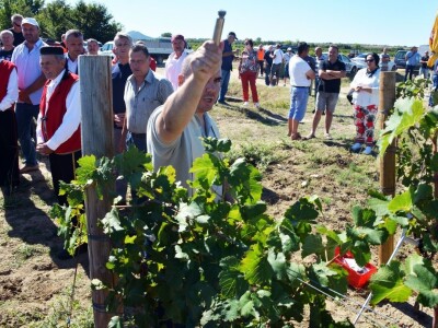 VINOGRADARSKI POLOŽAJ - Otkrivena tajna Nadinskog blata! VINOGRADARSKI POLOŽAJ - Otkrivena tajna Nadinskog blata!