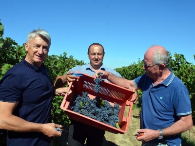 VINOGRADARSKI POLOŽAJ - Otkrivena tajna Nadinskog blata! VINOGRADARSKI POLOŽAJ - Otkrivena tajna Nadinskog blata!