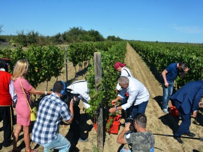 VINOGRADARSKI POLOŽAJ - Otkrivena tajna Nadinskog blata! VINOGRADARSKI POLOŽAJ - Otkrivena tajna Nadinskog blata!