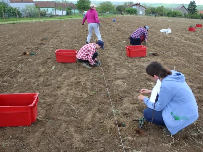 Vinogradarstvo
