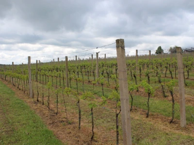 Vinogradarstvo