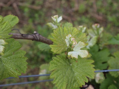 Vinogradarstvo