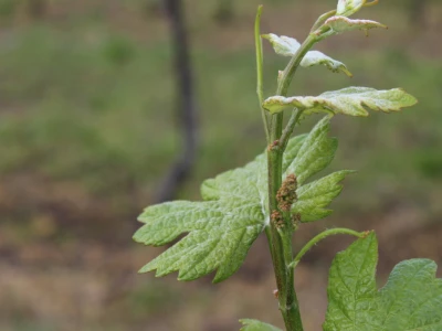 Vinogradarstvo