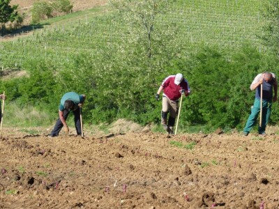 Vinogradarstvo i vinarstvo Krauthaker