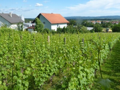 Vinogradarstvo i vinarstvo Krauthaker