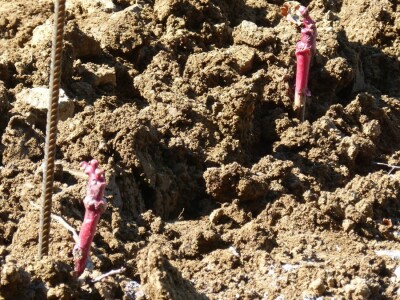 Vinogradarstvo i vinarstvo Krauthaker