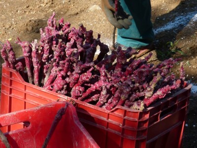 Vinogradarstvo i vinarstvo Krauthaker