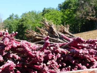 Vinogradarstvo i vinarstvo Krauthaker