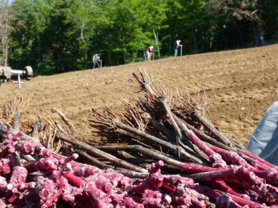 Vinogradarstvo i vinarstvo Krauthaker