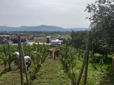 Vinogradarstvo i vinarstvo postaje turistički brend Tomislavgrada