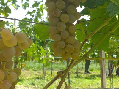 Vinogradarstvo i vinarstvo postaje turistički brend Tomislavgrada