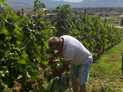 Vinogradarstvo i vinarstvo postaje turistički brend Tomislavgrada