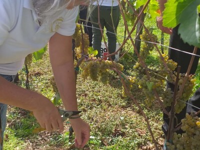 Vinogradarstvo i vinarstvo postaje turistički brend Tomislavgrada