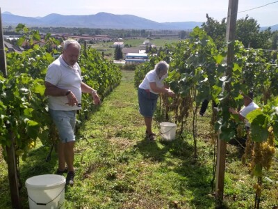Vinogradarstvo i vinarstvo postaje turistički brend Tomislavgrada