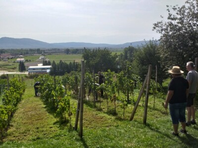 Vinogradarstvo i vinarstvo postaje turistički brend Tomislavgrada