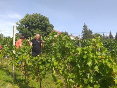 Vinogradarstvo i vinarstvo postaje turistički brend Tomislavgrada