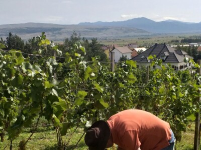Vinogradarstvo i vinarstvo postaje turistički brend Tomislavgrada