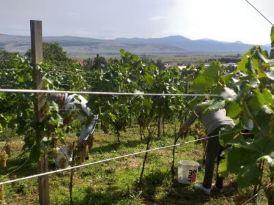 Vinogradarstvo i vinarstvo postaje turistički brend Tomislavgrada