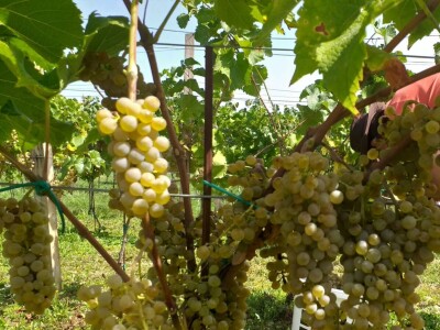 Vinogradarstvo i vinarstvo postaje turistički brend Tomislavgrada