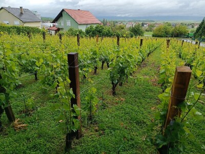 Vinogradarstvo Krauthaker, fotografije Vinogradarstvo Krauthaker, fotografije