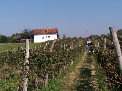Vinogradarstvo pod Kozarom