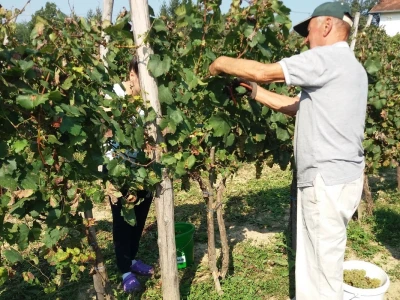 Vinogradarstvo pod Kozarom