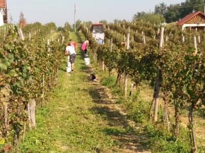 Vinogradarstvo pod Kozarom