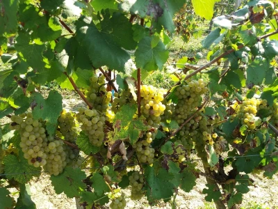 Vinogradarstvo pod Kozarom