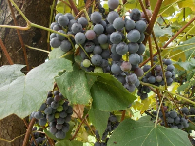 Vinogradarstvo pod Kozarom
