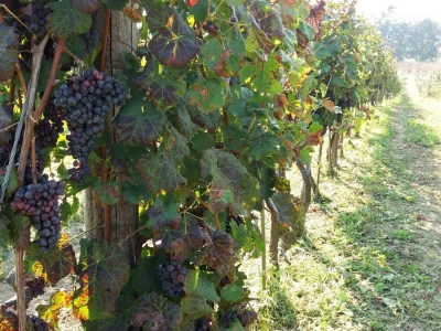 Vinogradarstvo pod Kozarom