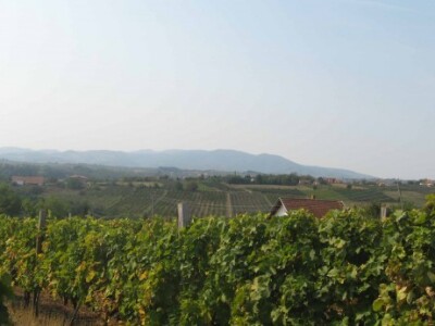 Oplenačko vinogorje, buduća srpska Toskana Oplenačko vinogorje, buduća srpska Toskana