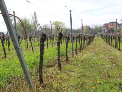 Vinarija Horscher, regija D'Alsace, Francuska