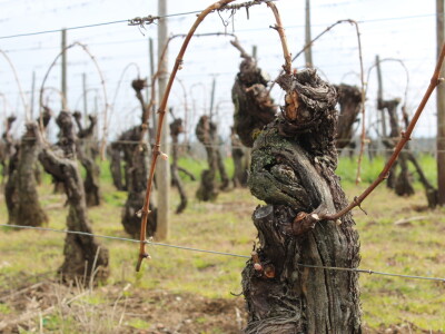 Vinarija Horscher, regija D'Alsace, Francuska