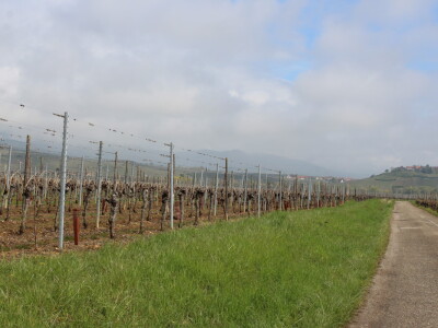 Domaća vina i maslinova ulja predstavljena u Strasbourgu