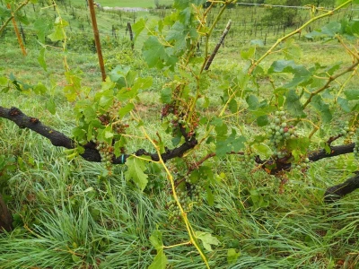 Vinogradi Guštin iz Slovenije