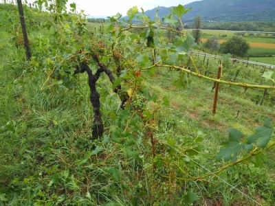 Vinogradi Guštin iz Slovenije