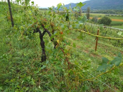 Vinogradi Guštin iz Slovenije