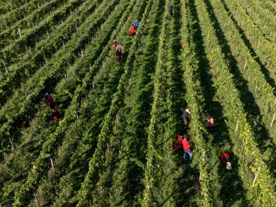 Vinogradi Guštin iz Slovenije