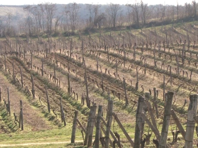 Vinogradi i vino