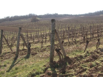 Vinogradi i vino
