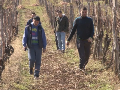 Vinogradi i vino
