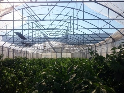 Vinogradi Kaznionice u Lepoglavi