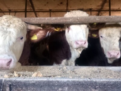 Vinogradi Kaznionice u Lepoglavi