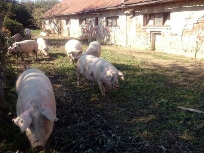 Vinogradi Kaznionice u Lepoglavi