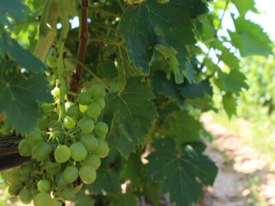 Vinogradi s kraljevskim pogledom