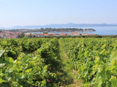 Vinogradi s kraljevskim pogledom