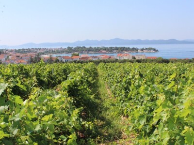 Vinogradi s kraljevskim pogledom